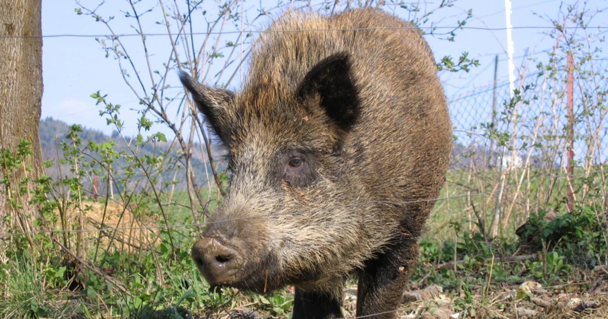 Un sanglier peut-il nager onze kilomètres? | Insolite ...