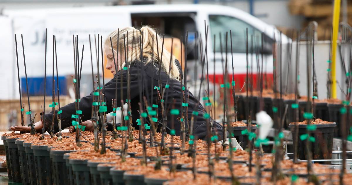 Meidoorns uit Dodewaard gaan de hele wereld over - De Gelderlander