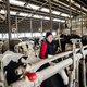 Duizenden Vlaamse boeren vrezen voor hun toekomst door een ‘nieuw’ milieuprobleem: stikstof. ‘Een collega is de wanhoop nabij’