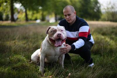 Britse regering verbiedt hondenras American Bully XL na twee dodelijke incidenten