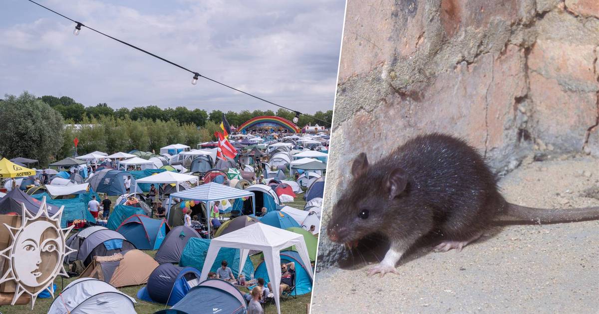 Video shows how rats let off steam near the Tomorrowland campsite: ‘If you don’t want to suffer a plague, you have to act now’ |  Abroad