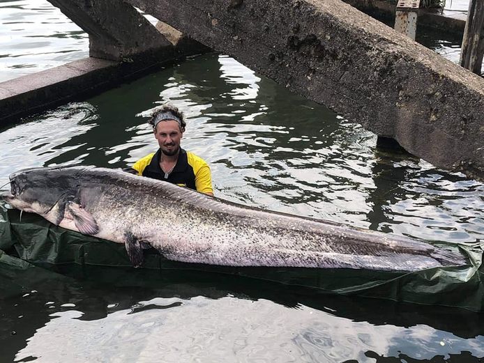 Visser haalt meerval van 2,43 meter en 90 kilo uit Seine nabij Parijs.