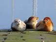 "Mijn droom? Echte kolonie zeehonden in Nieuwpoort"