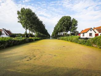 Damme-Brugge, oudste zwemwedstrijd van Europa, afgelast door eendenkroos: “Zwemmen in de Damse Vaart is zo niet verantwoord”