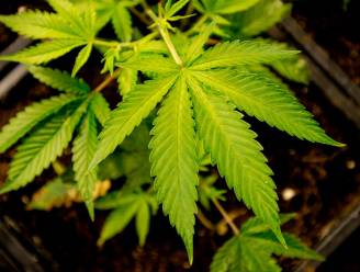 Kind verklapt cannabisplantage op de opvang: “Papa heeft groene plantjes op zolder”