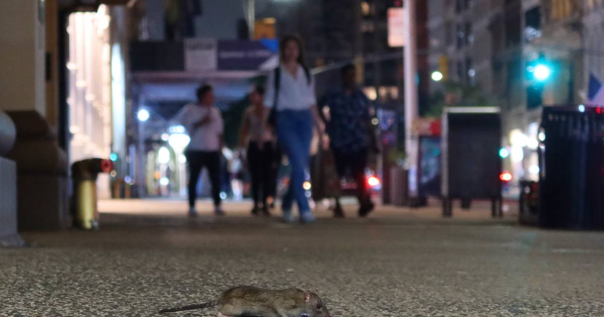 Il “turismo dei topi” guadagna popolarità a New York City |  strano