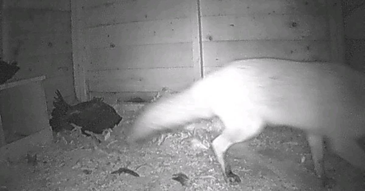 Moordzuchtige vos bijt kippen dood in Huis ter Heide Utrecht AD.nl