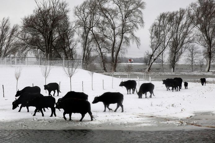 Waterbuffels in de besneeuwde Noordwaard ter hoogte van Werkendam.