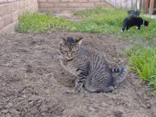 schijtbeest dit kun je doen tegen kattenoverlast wonen ad nl
