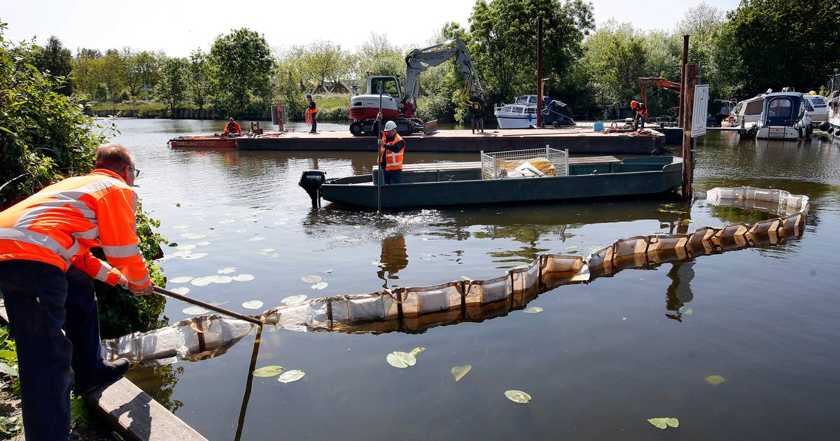 Gespecialiseerd bedrijf verwijdert woekerende waterplant uit de Giessen