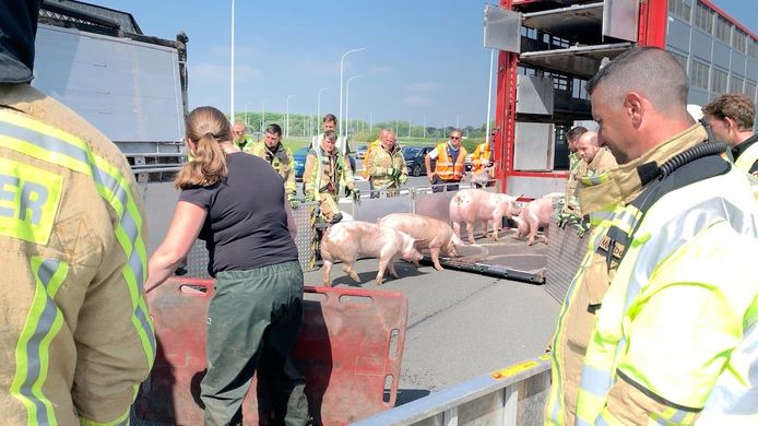De brandweer laadt de varkens één voor één over in een andere truck.