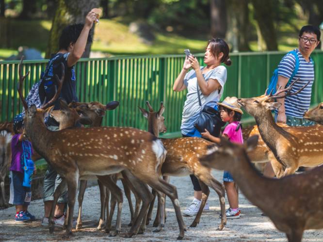 Dode herten met kilo’s plastic in maag aangetroffen in toeristische trekpleister Nara