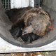 Italië worstelt met zijn beren na dodelijke aanval op hardloper