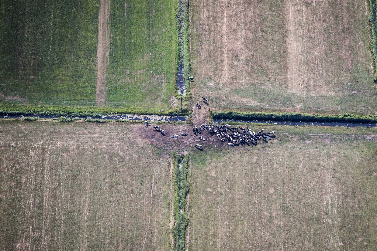 Zomer 2018: Koeien op een droog weiland in Friesland. 