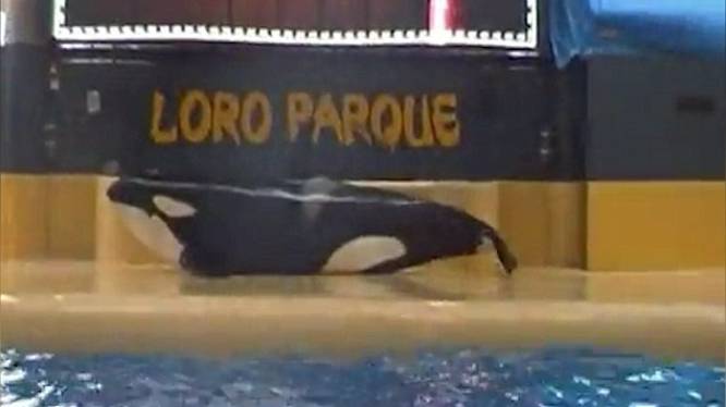 "Het lijkt alsof ze zelfmoord wil plegen": orka in Spaans dierenpark doet opnieuw iets abnormaals
