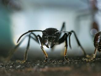 “Alsof iemand minutenlang hete frituurolie over je hand giet": dit zijn de vijf pijnlijkste insectensteken ter wereld