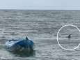 "Haar geschreeuw was huiveringwekkend": vader redt tienerdochter van 4,5 meter grote witte haai