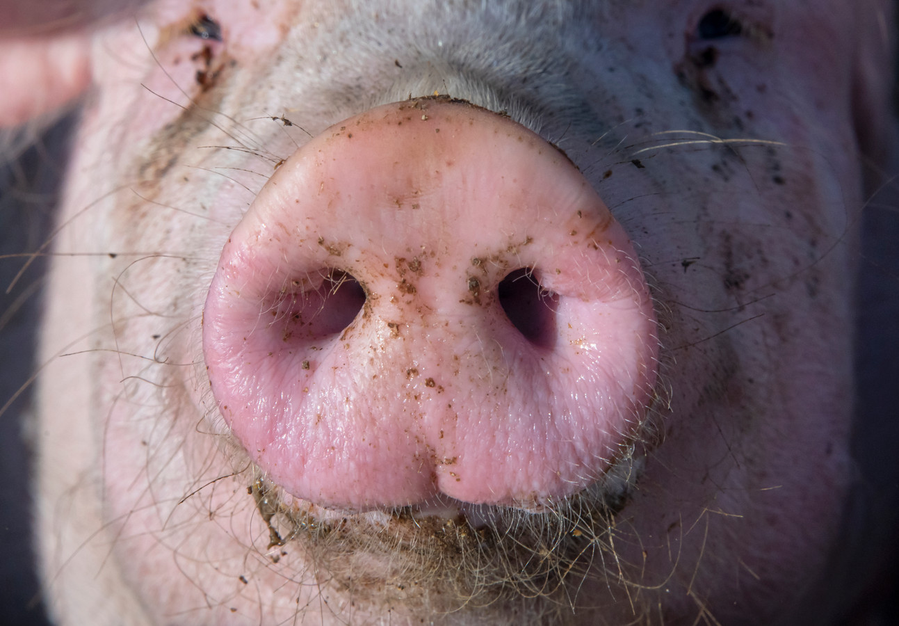 Ter illustratie: sinds najaar 2019 stonden de varkensstallen bij de familie Van den Broek leeg.