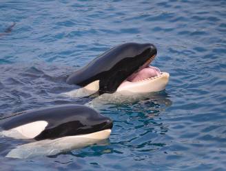 101 orka’s en beloega’s opgesloten in Russische “walvisgevangenis”