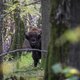 Unesco wil dat Polen wacht met zijn grenshek door Europa’s laatste oerbos