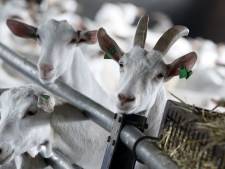Ook boeren mét vergunning moeten vrezen voor inkrimping omdat stikstofcrisis maar doorgaat