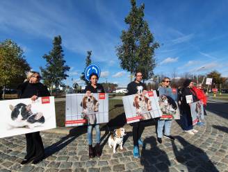 Animal Rights protesteert aan poorten Janssen Pharmaceutica: “Stop met dierenproeven en zeker die op honden”