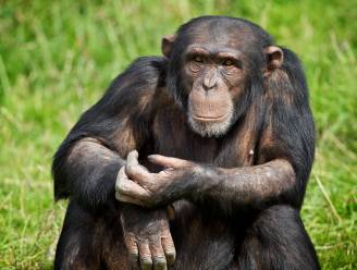 Zelfs jongvolwassen chimpansees zijn mama’s kindjes