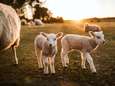 Onderzoekers KU Leuven bereiken doorbraak bij immuuntherapie... dankzij schapen