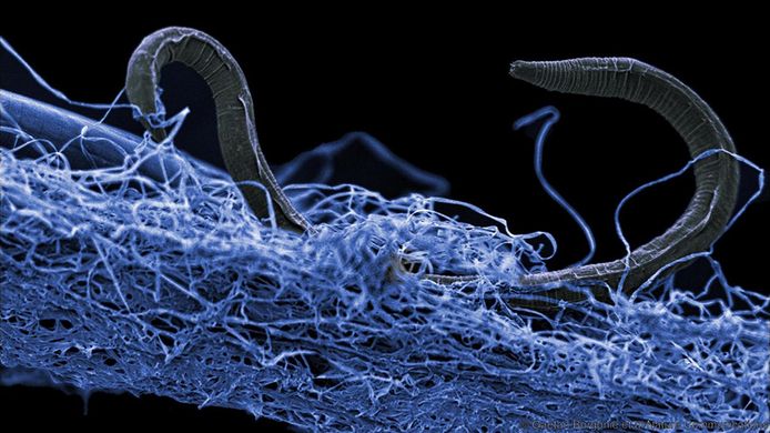 Een nematode (rondworm), vergelijkbaar met het beestje dat in Siberië is gevonden.