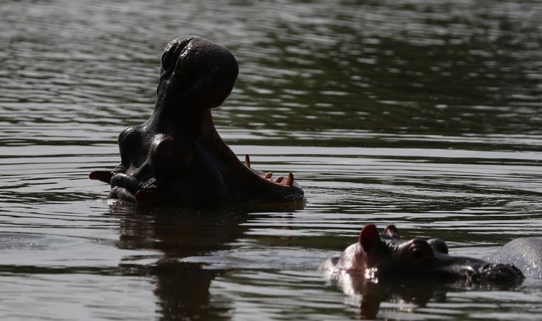 Nijlpaarden zijn overdag in de meren rond het park te vinden Beeld AP