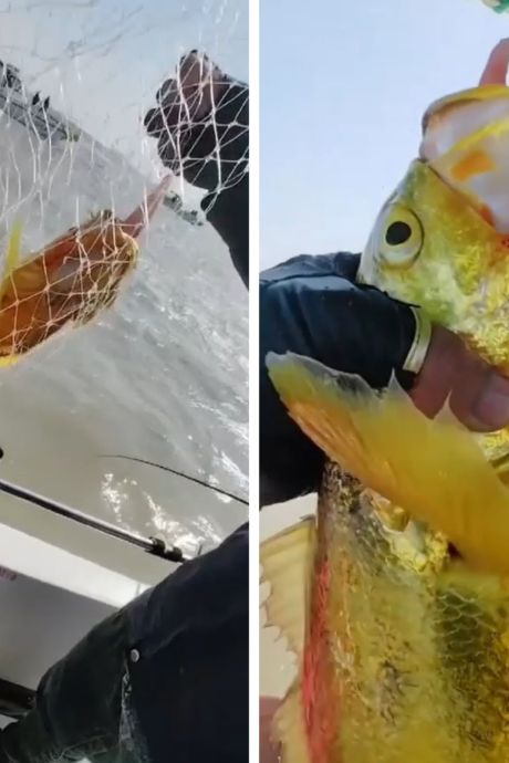Un pêcheur attrape un poisson rare d'une valeur de plusieurs milliers d'euros