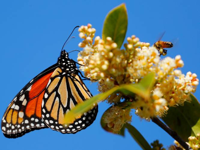 Acht op de tien vlinders verdwenen, populatie in laatste 30 jaar gehalveerd