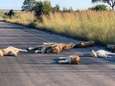 Uniek tafereel: leeuwen tukken op de weg in Zuid-Afrikaanse Krugerpark