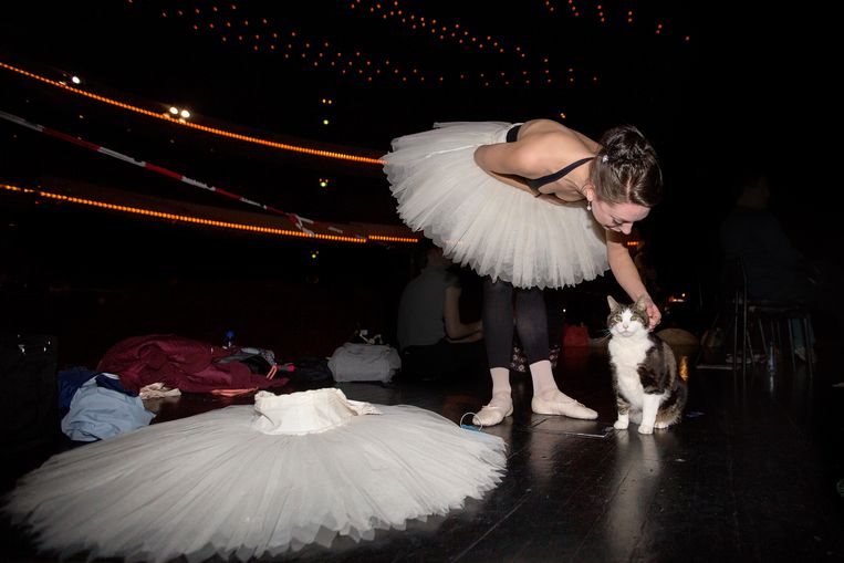 Danseres Wendeline Wijkstra aait Abatutu, de kat die meespeelt in Don Quichot Beeld Maartje Geels