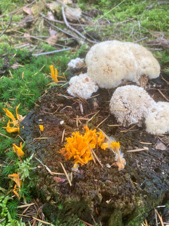 ‘Deze mooie paddenstoelen kwam ik tegen op mijn wandeling op de Holterberg. Ik vind ze bijzonder omdat je bijna nooit sponszwammen en koraalzwammen bij elkaar ziet - echt herfst.’
