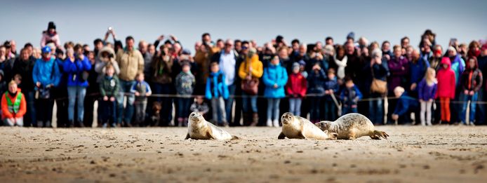 Zeehonden uit opvang A Seal in Stellendam die worden vrijgelaten op het strand van Renesse.