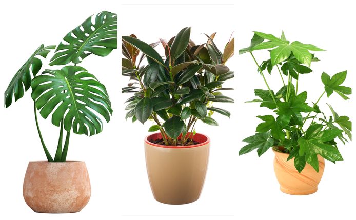 George Eliot Oven Kikker Niet kapot te krijgen: dit zijn de vijf beste planten voor op kantoor |  Werk | AD.nl