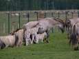 Konikpaarden uit Oostvaardersplassen toch later naar Wit-Rusland