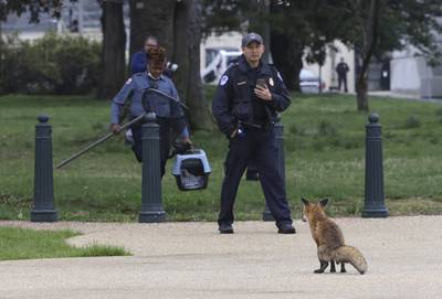 Un renard agressif provoque l’émoi au Capitole américain avant d’être capturé
