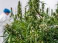Medicinale cannabis uit de polder komt straks voor de Europese markt vanuit Denemarken