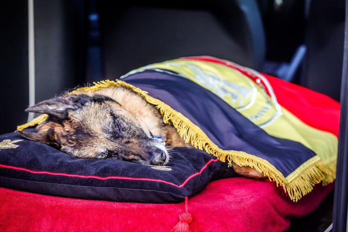 Tina ligt eervol onder de Belgische vlag.