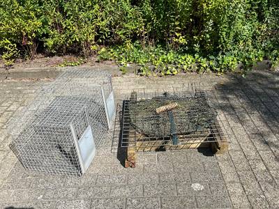 Natuurinspecteur neemt illegale ekstervangkooi en klapnet in beslag in Rijsbergen