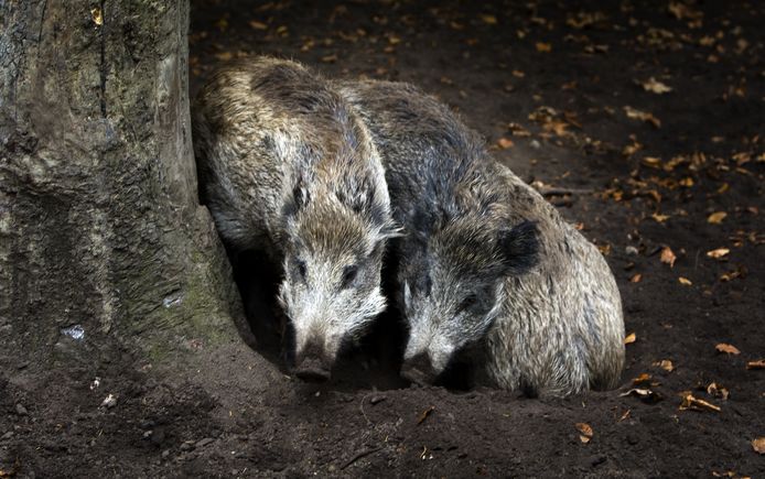 Foto ter illustratie. De gemeente Meerssen (Limburg) waarschuwt voor een paar natuurgebieden waar rondtrekkende zwijnen lopen.