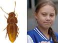 Kleine kever die niet kan vliegen vernoemd naar Greta Thunberg