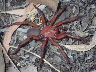 Zeldzame reuzenspin gespot in Australië