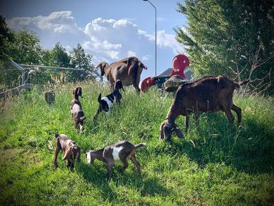 Deze kinderboerderij zet dieren achter slot en grendel: ‘Voor de wolf zijn wij een snoepwinkel’