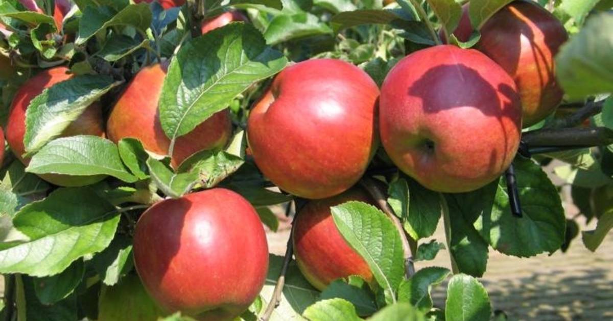 GEWOON ZEEUWS: Appelaere staat nog altijd stevig in Zeeuwse klei