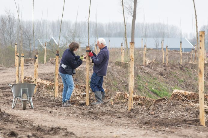 Anita Remijn (links) en Pierre Verstraete zetten de jonge boompjes vast aan de palen.