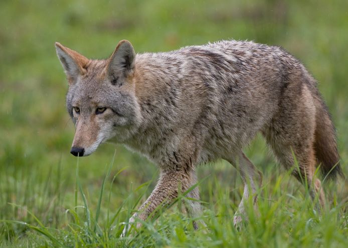 Zo ziet een coyote eruit als volwassen dier.