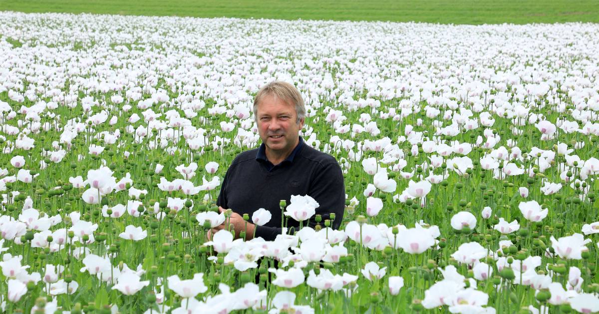 Dankzij het natte voorjaar staat de papaver prachtig in bloei in Hoofdplaat | Zeeuws-Vlaanderen